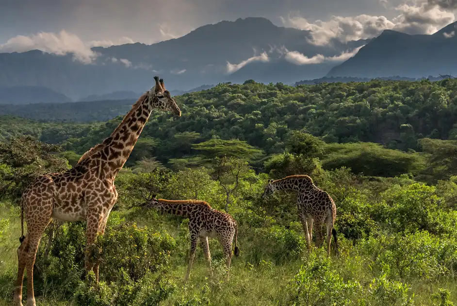 Arusha National Park