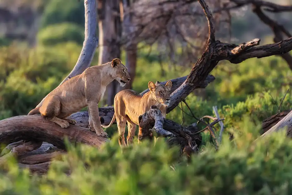 Lake Manyara National Park