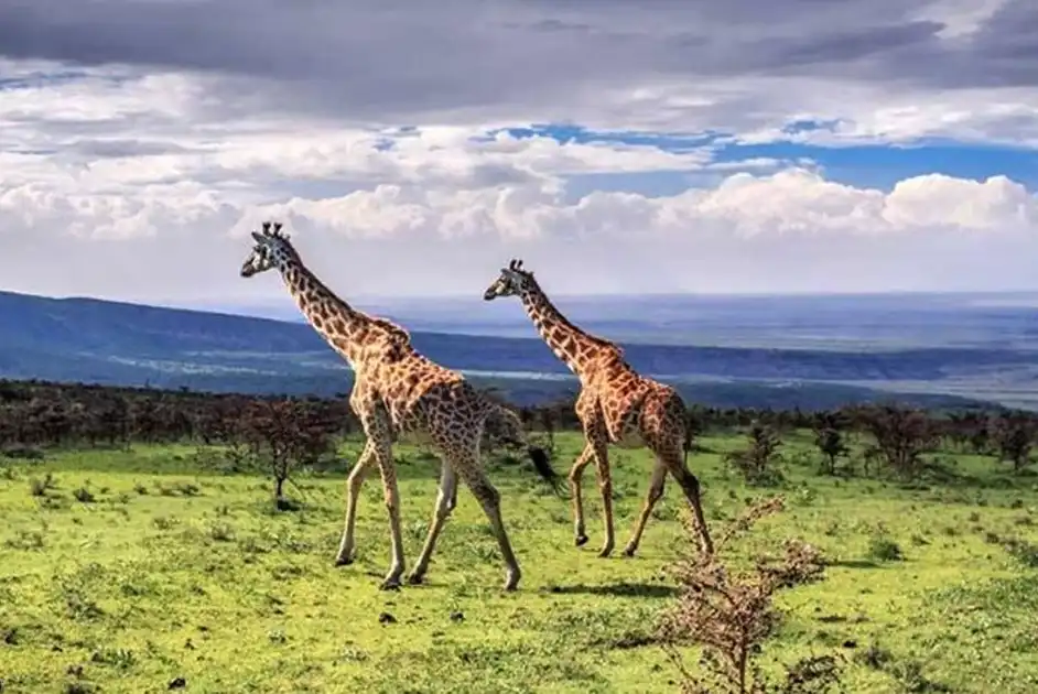 Ngorongoro Crater