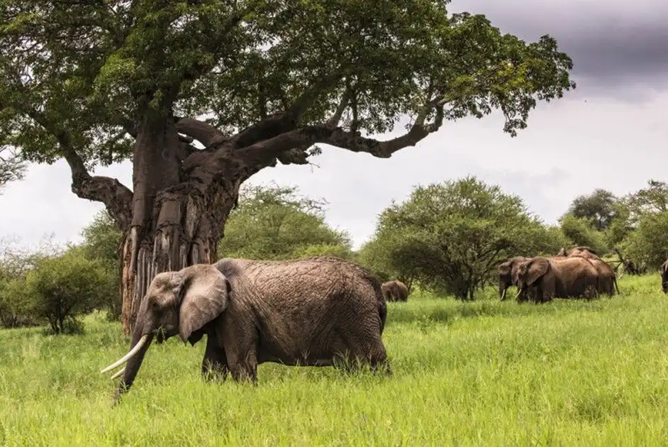 Tarangire National Park